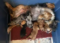 Purebred Blue Merle Male Puppy, a male Cavalier King Charles Spaniel for sale in Hurley, WI – Photo 4 of 5