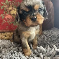 Purebred Blue Merle Male Puppy, a male Cavalier King Charles Spaniel for sale in Hurley, WI – Photo 1 of 5