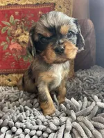Purebred Blue Merle Male Puppy, a male Cavalier King Charles Spaniel for sale in Hurley, WI – Photo 1 of 5