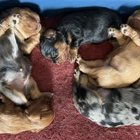 Purebred Blue Merle Male Puppy, a male Cavalier King Charles Spaniel for sale in Hurley, WI – Photo 5 of 5