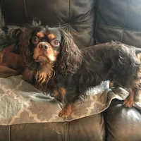 Purebred Blue Merle Male Puppy, a male Cavalier King Charles Spaniel for sale in Hurley, WI – Photo 3 of 5