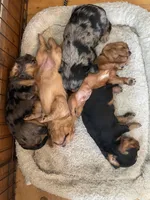 Purebred Blue Merle Male Cavalier male puppy, a male Cavalier King Charles Spaniel for sale in Hurley, WI – Photo 2 of 4