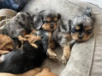 Purebred Blue Merle Male Cavalier male puppy, a male Cavalier King Charles Spaniel for sale in Hurley, WI – Photo 3 of 4