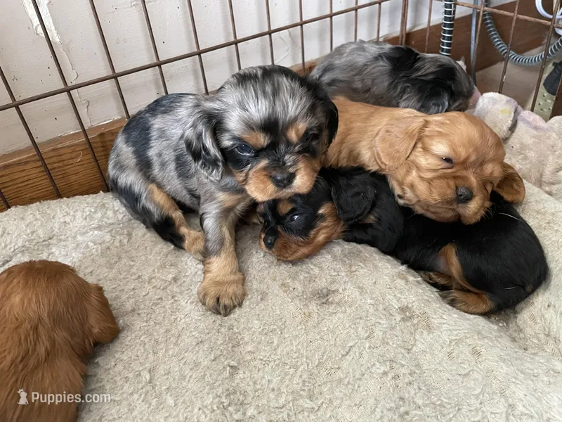 Purebred Blue Merle Male Cavalier male puppy