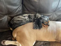 Purebred Ruby female Cavalier Puppy, a female Cavalier King Charles Spaniel for sale in Hurley, WI – Photo 4 of 4