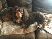 Purebred Ruby female Cavalier Puppy, a female Cavalier King Charles Spaniel for sale in Hurley, WI – Photo 2 of 4