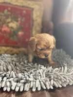 Purebred Ruby female Cavalier Puppy, a female Cavalier King Charles Spaniel for sale in Hurley, WI – Photo 1 of 4