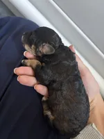 Brownie, a male Miniature Bernedoodle for sale in Edgewood, MD – 5 of 6
