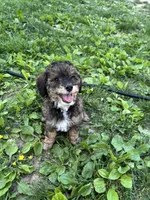 Brownie, a male Miniature Bernedoodle for sale in Edgewood, MD – 4 of 6