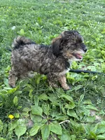 Brownie, a male Miniature Bernedoodle for sale in Edgewood, MD – 6 of 6