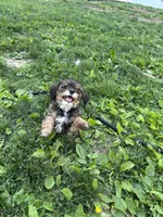 Brownie, a male Miniature Bernedoodle for sale in Edgewood, MD – 2 of 6