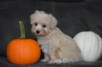 Melody, a female Maltipoo for sale in Millersburg, OH – 4 of 10