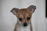 Roscoe, a male Chihuahua for sale in Millersburg, OH – 4 of 10