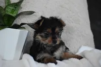 Olivia, a female Yorkshire Terrier for sale in Millersburg, OH – 7 of 9