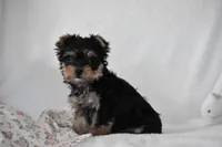 Buttons, a male Yorkshire Terrier for sale in Millersburg, OH – 10 of 10