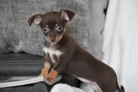 Rolo, a female Chihuahua for sale in Millersburg, OH – 3 of 10