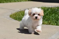 Tootsie, a female Maltipoo for sale in Millersburg, OH – 6 of 10