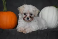 Pippi, a female Maltipoo for sale in Millersburg, OH – 6 of 7