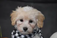 Mia, a male Maltipoo for sale in Millersburg, OH – 2 of 9