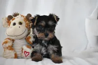 Zane, a male Yorkshire Terrier for sale in Millersburg, OH – 5 of 10
