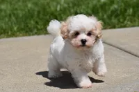 Tootsie, a female Maltipoo for sale in Millersburg, OH – 10 of 10