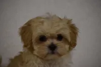 Blossom, a female Maltipoo for sale in Millersburg, OH – Photo 2 of 9