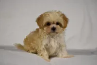 Blossom, a female Maltipoo for sale in Millersburg, OH – Photo 5 of 9