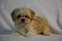 Blossom, a female Maltipoo for sale in Millersburg, OH – Photo 8 of 9