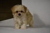 Blossom, a female Maltipoo for sale in Millersburg, OH – Photo 1 of 9