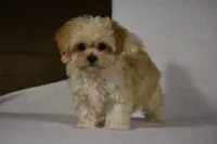 Blossom, a female Maltipoo for sale in Millersburg, OH – Photo 6 of 9