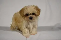 Blossom, a female Maltipoo for sale in Millersburg, OH – Photo 3 of 9