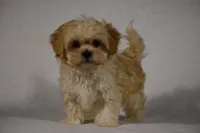 Blossom, a female Maltipoo for sale in Millersburg, OH – Photo 9 of 9