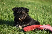 Stoker, a male Poodle - Toy  and Morkie for sale in Millersburg, OH – 7 of 10