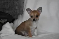 Roscoe, a male Chihuahua for sale in Millersburg, OH – 9 of 10