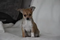 Roscoe, a male Chihuahua for sale in Millersburg, OH – 10 of 10