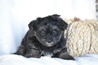 Stoker, a male Poodle - Toy  and Morkie for sale in Millersburg, OH – 2 of 10