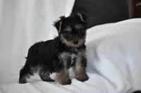 Zane, a male Yorkshire Terrier for sale in Millersburg, OH – 10 of 10