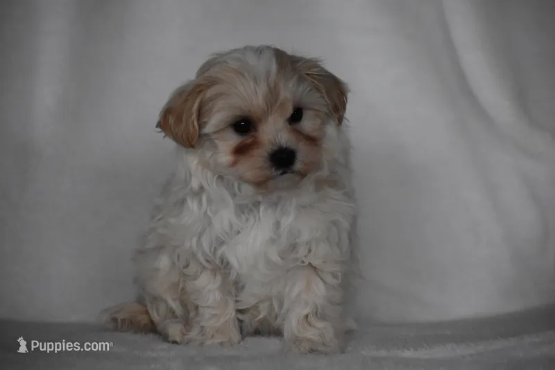 Carly – Maltipoo puppy for sale in Millersburg, OH