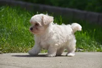 Ace, a male Maltipoo for sale in Millersburg, OH – 10 of 10