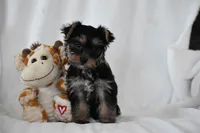 Zane, a male Yorkshire Terrier for sale in Millersburg, OH – 3 of 10