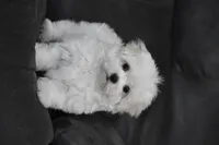 Teddy, a male Maltese for sale in Millersburg, OH – 3 of 10