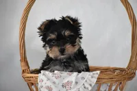 Buttons, a male Yorkshire Terrier for sale in Millersburg, OH – 6 of 10