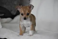 Roscoe, a male Chihuahua for sale in Millersburg, OH – 1 of 10
