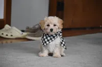 Mia, a male Maltipoo for sale in Millersburg, OH – 8 of 9