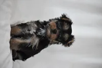 Zane, a male Yorkshire Terrier for sale in Millersburg, OH – 6 of 10