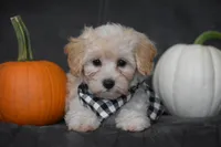 Mia, a male Maltipoo for sale in Millersburg, OH – 6 of 9