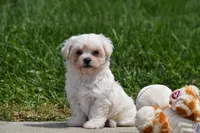Ace, a male Maltipoo for sale in Millersburg, OH – 2 of 10