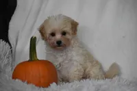 Grant, a male Maltipoo for sale in Millersburg, OH – 8 of 10