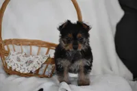 Olivia, a female Yorkshire Terrier for sale in Millersburg, OH – 2 of 9