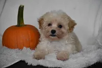 Grant, a male Maltipoo for sale in Millersburg, OH – 6 of 10